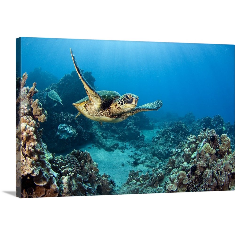 Great BIG Canvas "Hawaii, Green Sea Turtle (Chelonia Mydas) An