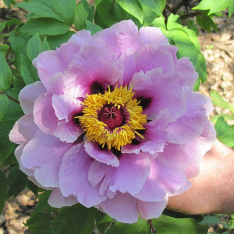 10 Peony Seeds Pink Chojuraku Tree Peony Flower Seeds Paeonia Butterflies Open-Pollinated Heirloom