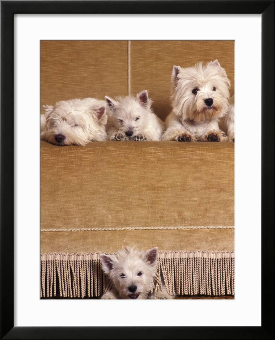 West Highland Terrier Westie Family Sitting On Couch One Peeping Our From Under The Couch Framed Print Wall Art By Adriano Bacchella Walmart Com
