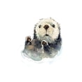 thumbnail image 3 of Markelova, Elena 13x18 Black Modern Framed Museum Art Print Titled - Baby Otter, 3 of 5