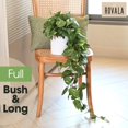 thumbnail image 2 of Planta colgante de seda artificial Pothos Ivy en maceta, 70 cm, 2 of 9