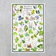 thumbnail image 2 of New Jersey Wildflowers Poster - Native Woodland Blooms - Educational Science Chart of New Jersey Flowers, 2 of 5