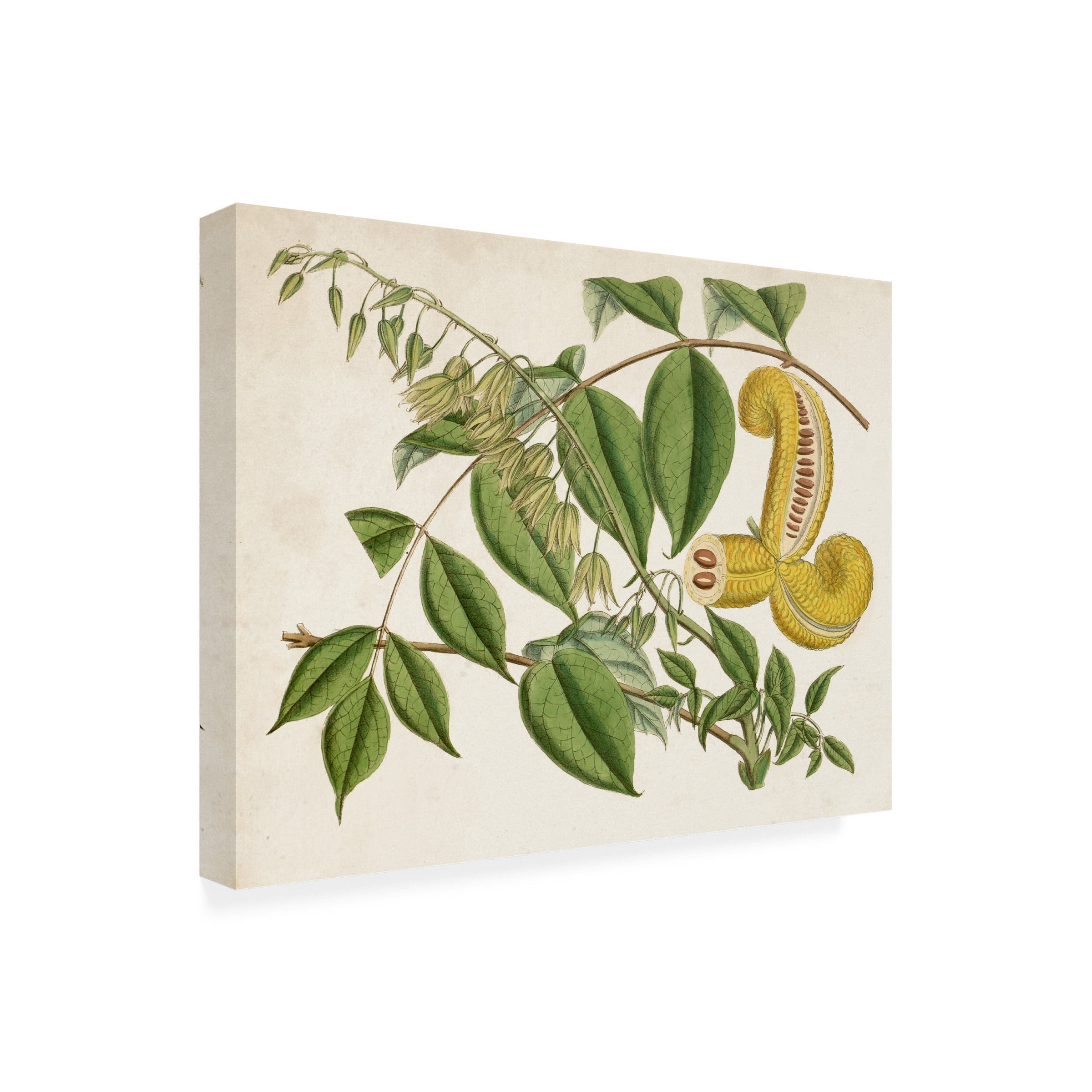 Curtis 'Tropical Foliage and Fruit I' Canvas Art