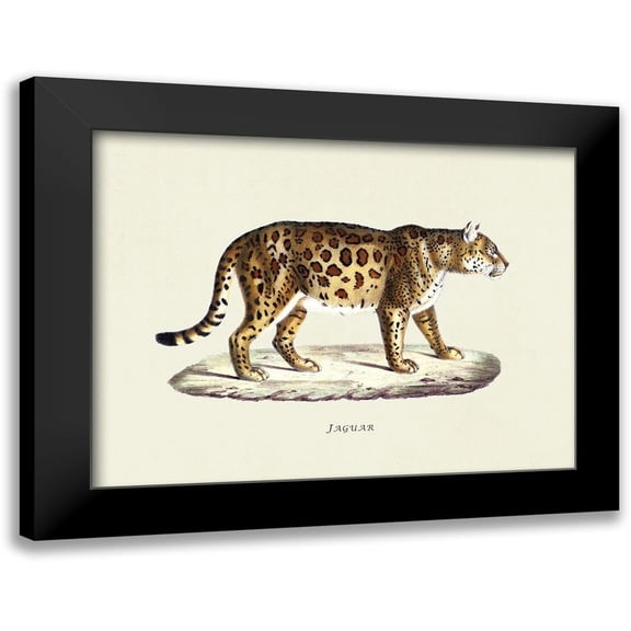 Schinz, Heinrich Rudolf 14x12 Black Modern Framed Museum Art Print Titled - Jaguar