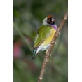 thumbnail image 2 of Jones, Adam 11x14 White Modern Wood Framed Museum Art Print Titled - Lady Gouldian finch-Australia, 2 of 4