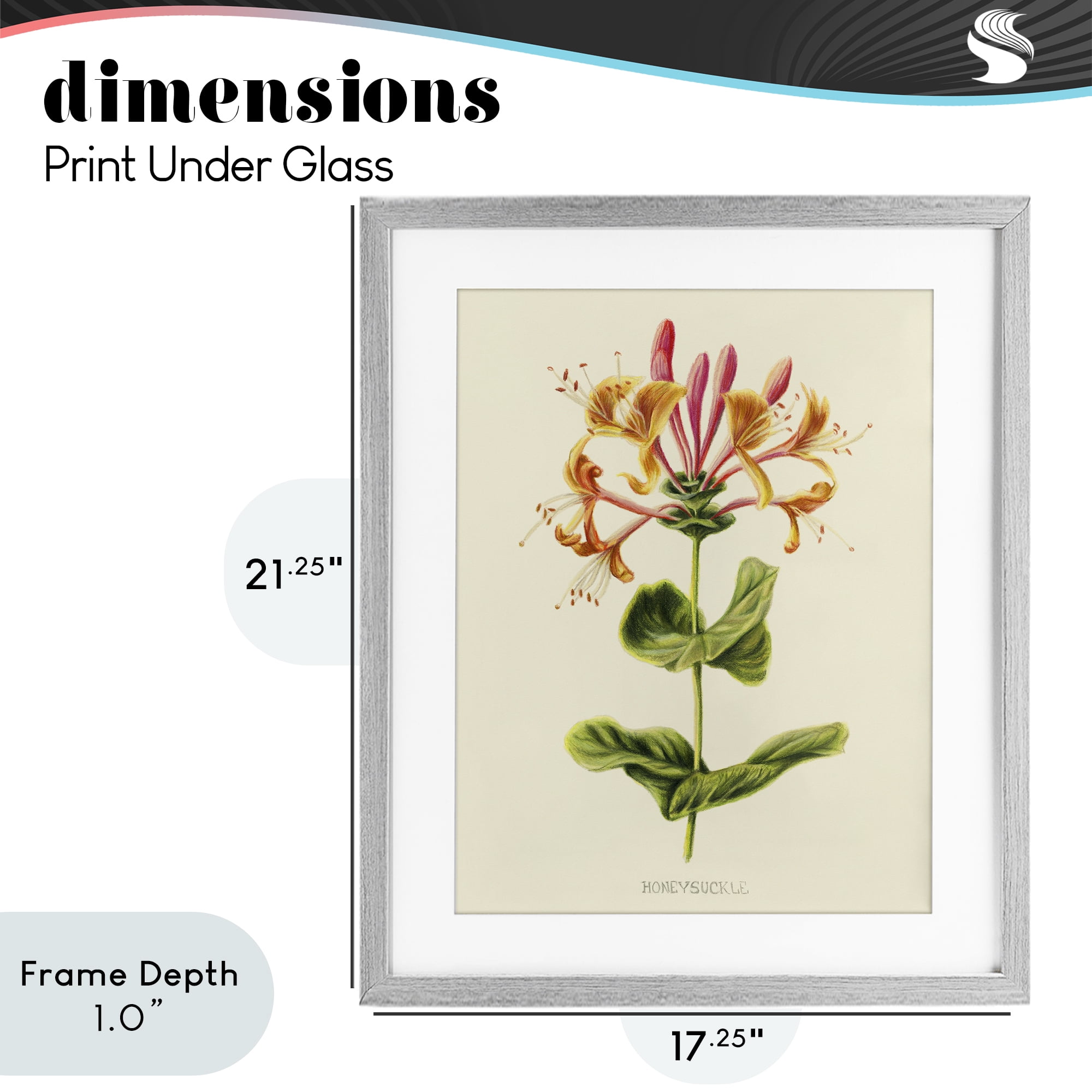 Stupell Industries Honeysuckle Vintage Illustration Gray Framed Print Under Glass, design by Connie Resch