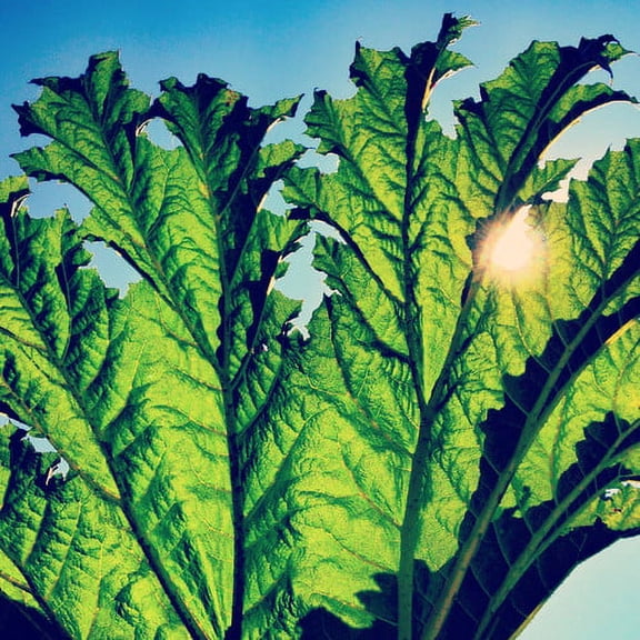 Pfarmers - Gunnera - Music & Performance - Vinyl