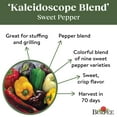 thumbnail image 4 of Burpee Kaleidoscope Blend Sweet Pepper Vegetable Seed, 1-Pack, 4 of 5