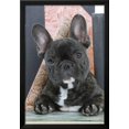 thumbnail image 2 of French Bulldog, Framed Art Print Wall Art Sold by Art.Com, 2 of 5