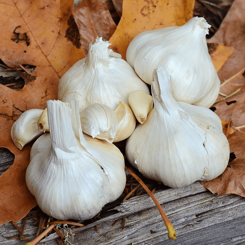 4 White Medium Bulbs Softneck Garlic, Softneck Garlic Bulb, Ideal for Planting Outdoor