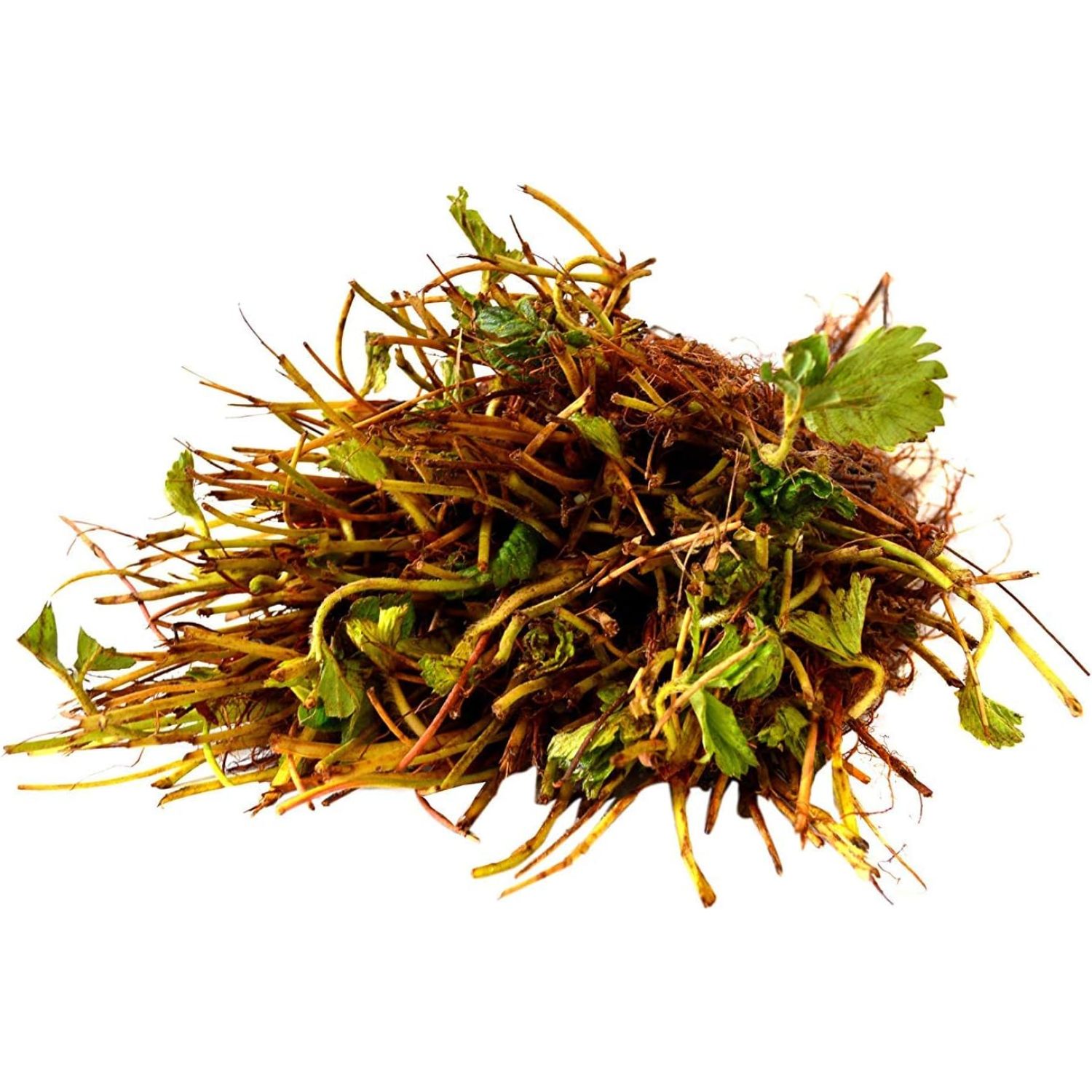 10 Eversweet Everbearing Strawberries Plants (Pack of 10 Bare Roots