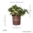 thumbnail image 6 of Southern Living Tapestry Heucherella Live Perennial in 2.5-Quart Grower Pot, 6 of 9