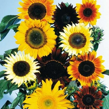 Sunflower Wild Flower Garden Seeds - All Sorts Mix - 4 Oz - Annual Wildflower Gardening Seeds, Sunflower Seeds - All Sorts Mixture - 1 Lb - Helianthus.., By Mountain Valley Seed Company Ship from