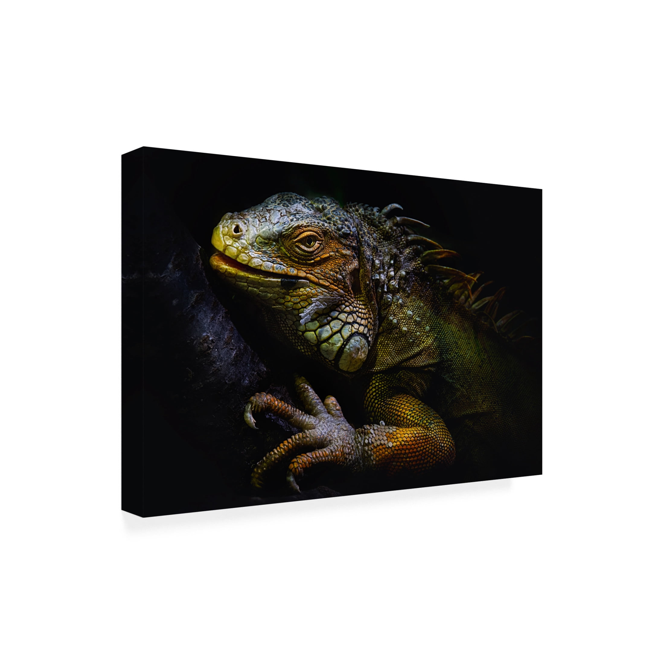 Canvas Wall Art - Santiago Pascual Buye 'Time Of Molting' Wall Art for Living Room, Bedroom, or Office D?cor by Trademark Fine Art - 47 x 30 Inches