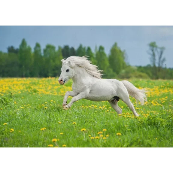 Kna Prints - 1 Pcs Poster Cheeky White Pony Poster Art Print - Horse Kids Gift #15661, UNFRAMED-8x12