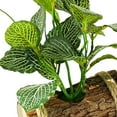 thumbnail image 6 of WLPZXP Artificial Potted Green Plants Greenery with Wooden Trunk Pot Bonsai Mini Potted Style V, 6 of 7
