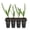 4 Plants, variant on Green Saw Palmetto - 4 Live Starter Plants - Serenoa Repens Green - Native Ornamental Palms from Florida