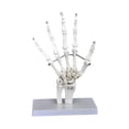 thumbnail image 2 of Lipstore Human Joint Model Education Lightweight Scientific for Science Display Study Hand, 2 of 8