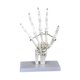 thumbnail image 2 of Modelo de articulación humana, herramienta de enseñanza para entrenamiento médico, esqueleto realista educativo. Mano, 2 of 9