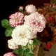 thumbnail image 4 of Kits de pintura por números BLESIY para Decoración Del Bodegón con rosas, 4 of 8