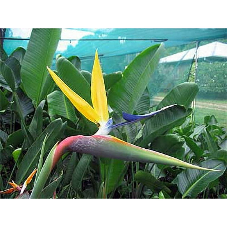 Mandela's Gold Strelitzia - Rare Yellow Bird of Paradise - Indoor/Outdoor -  4" Pot - Walmart.com