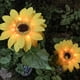 thumbnail image 5 of Luces solares para jardín Jadeshay Luz de Césped de Girasol 70 cm, 5 of 7