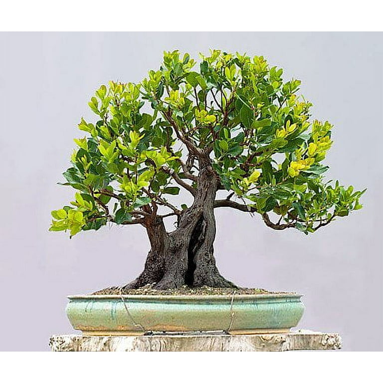 Marina Strawberry Tree - Arbutus - Outdoors/Edible/Bonsai - 2.5 Marina Strawberry Tree - Arbutus - Outdoors/Edible/Bonsai - 2.5
