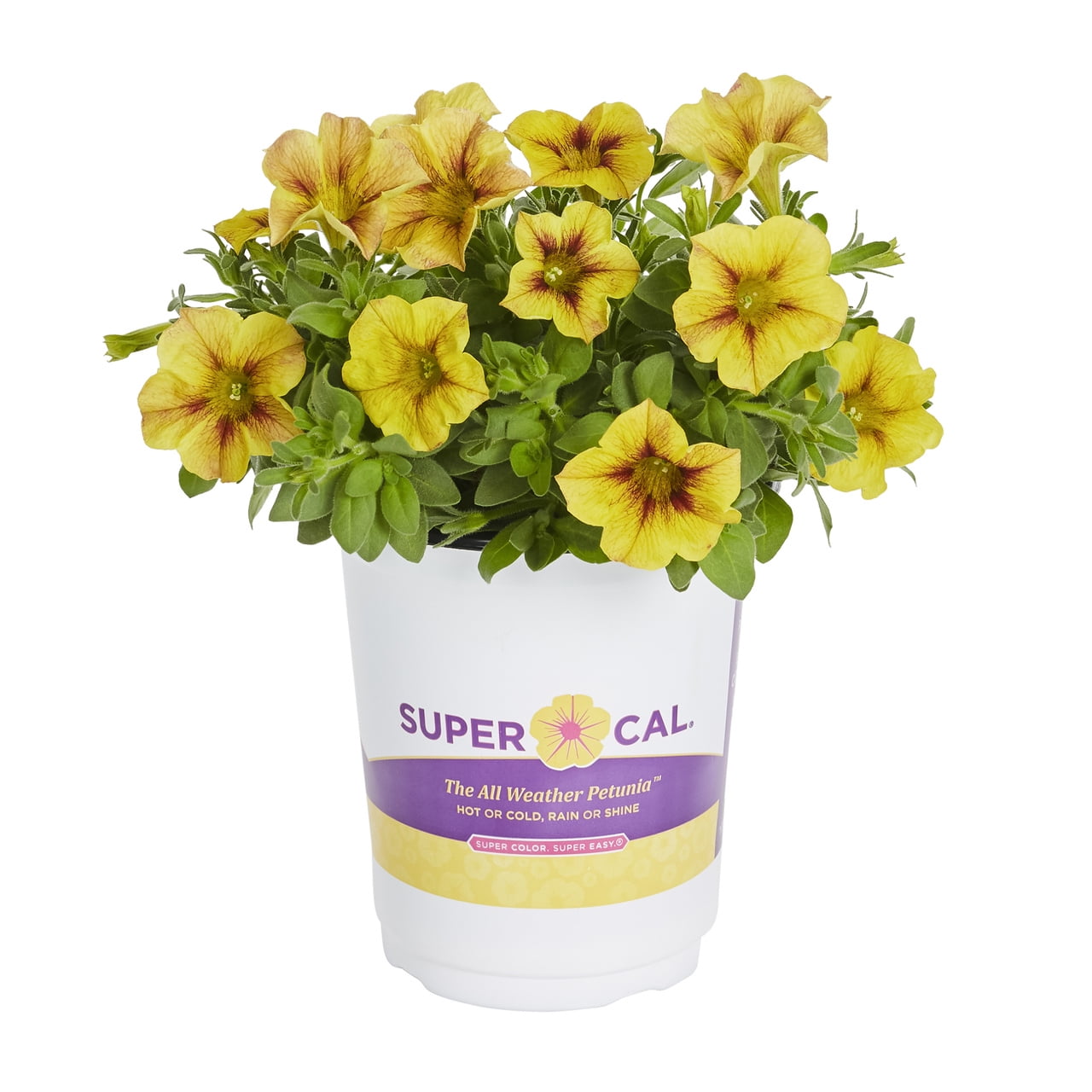 Supercal 1.5PT Yellow Petchoa Live Annual Plant Sun 5-Pack