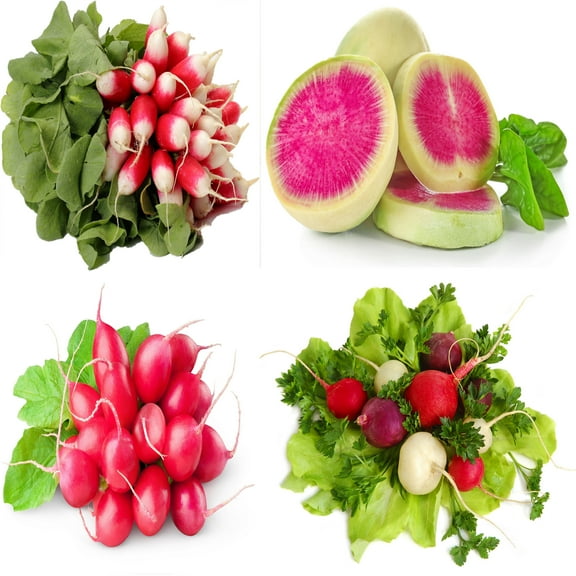 Radish Seeds Variety Pack – 4 Heirloom Radishes: Cherry Belle, Easter Egg, French Breakfast, Watermelon – Non-GMO Vegetable Seeds for Garden, Raised Beds & Containers