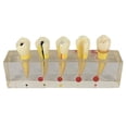 thumbnail image 2 of Modelo de Resina de Dientes de Enfermedad Accesoriso de Laboratrio para Estudiar Zulema Molde de práctica dental, 2 of 6