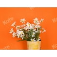 thumbnail image 4 of Kate 5ft×7ft Solid Orange Backdrop Portrait Background for Photography Studio, 4 of 5