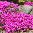 thumbnail image 2 of Low-Growing Pink Phlox Subulata ‘Drummond’s Pink’ Live Plants, Perennial Groundcover, 2 of 6