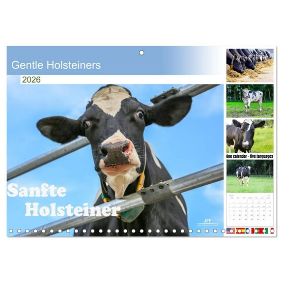 Gentle Holsteiners (Monthly Wall Calendar 2026 11.7 x 16.5 (open)), CALVENDO 14 Month Calendar