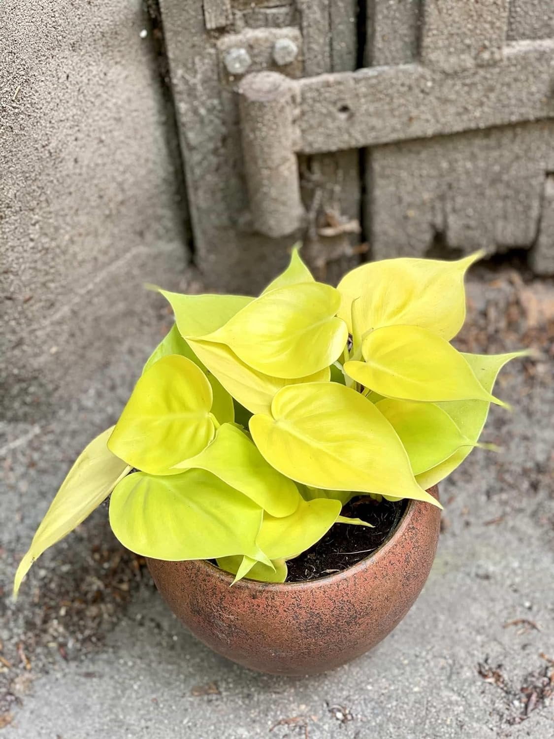 Lemon Philodendron - Live Plant in a 4 Inch Pot - Philodendron Erubescens - Extremely Rare and Beautiful Indoor Houseplant - A Rare Tropical Masterpiece