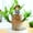 A, variant on Christmas Decorations for Home New Brazilian Wood Potted Plant Decoration for Home Office Decoration4pc, B