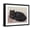 Black Frame, variant on Art.com Black Persian Cat Art Print, 16" x 12"