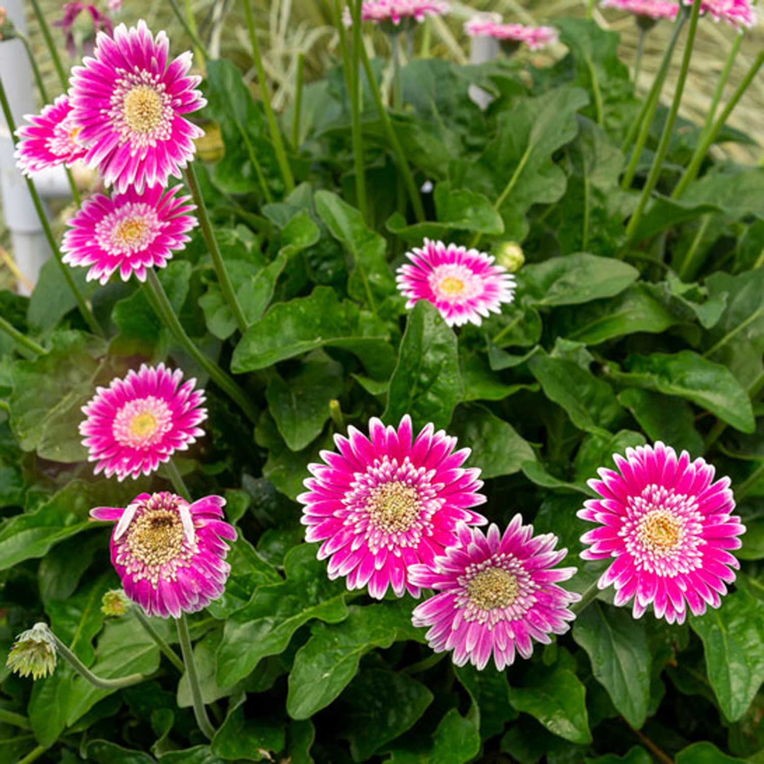 Southern Living Frosted Hot Pink Garden Jewels Gerbera Daisy Live Shrub in 2.5-Quart Grower Pot