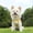 Yellow-S, variant on NWOKYZGH Cat Harness and Leash Set for Walking Escape Proof, Adjustable Kitten Harness Breathable Mesh with Reflective Strips Harness with Flower for Kitty Puppy Bunny