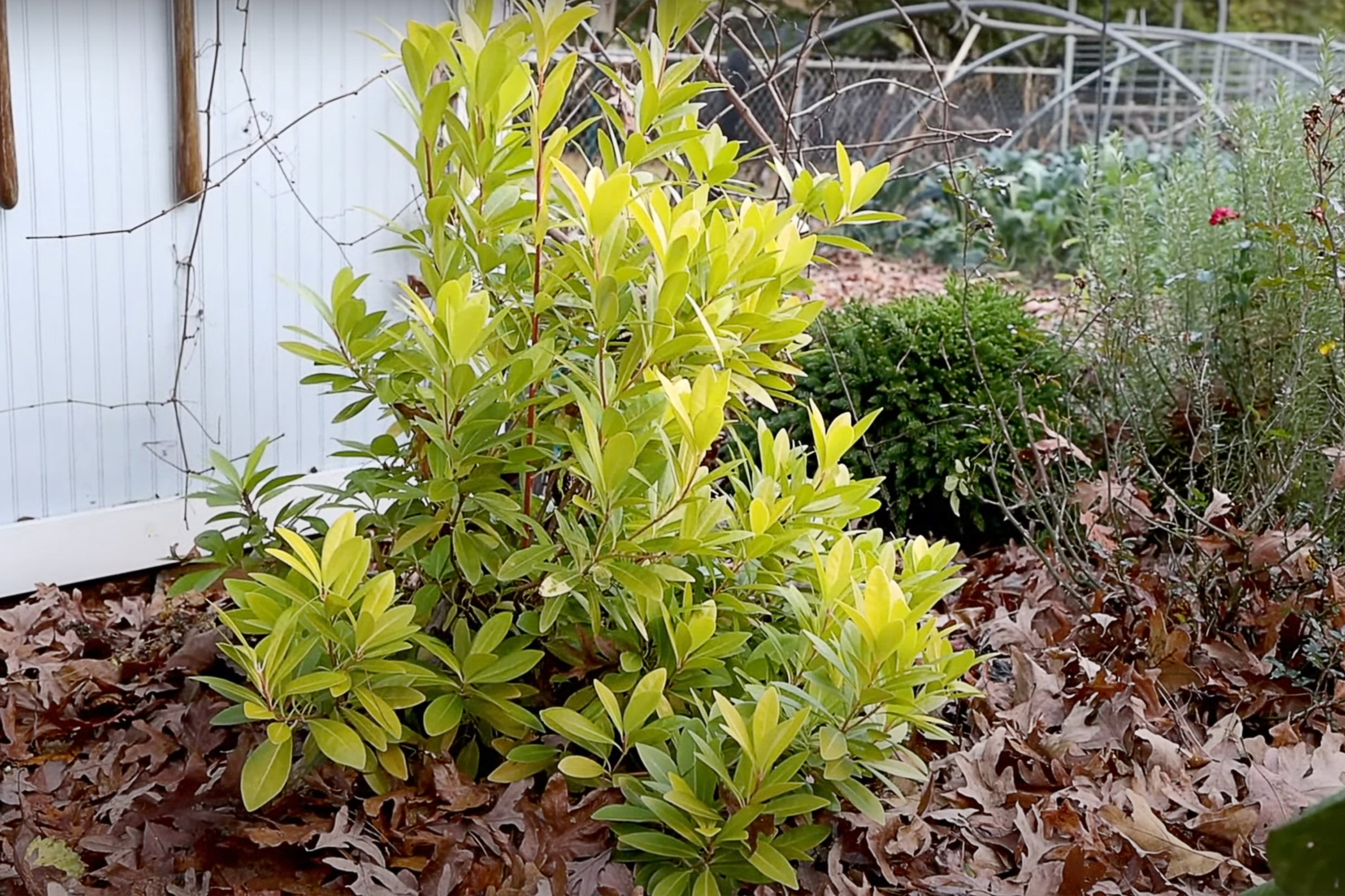Southern Living Florida Sunshine Illicium 'Anise' Live Shrub in 2-Gallon Grower Pot
