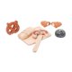 thumbnail image 3 of Juguete de madera para cortar alimentos, juguete de habilidad motora, juego de madera para cortar para niños, niñas y niños de 3 a 8 años, regalo, 3 of 9