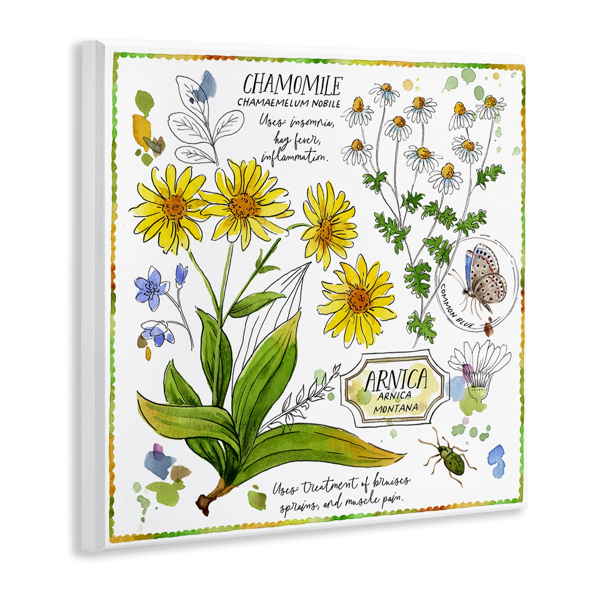 Stupell Industries Chamomile Herb Uses Plants & Flowers Painting Unframed Art Print Wall Art, 12 x 12