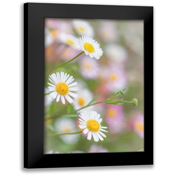 Mahan, Kathy 11x14 Black Modern Framed Museum Art Print Titled - Santa Barbara Daisies I
