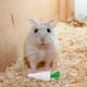 thumbnail image 3 of KAKOWELY 5 juguetes masticables para hámster y conejos, suministros para el cuidado de los dientes y molares para mascotas pequeñas., 3 of 5