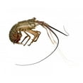 thumbnail image 2 of Spiny Lobster Palinuridae Wall Decal by Wallmonkeys Peel and Stick Graphic (36 in W x 28 in H) WM83021, 2 of 4
