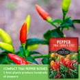 thumbnail image 5 of Bird's Eye Thai Pepper Seeds - Non-GMO Heirloom Full Sun Annual Vegetable (2 Packs), 5 of 8