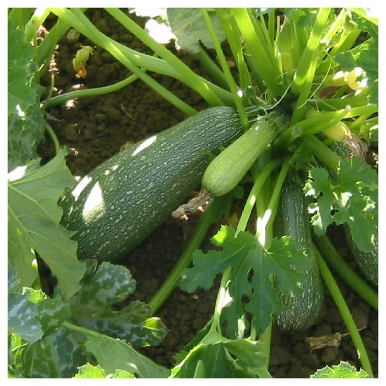 Everwilde Farms - 40 Gray Zucchini Summer Squash Seeds
