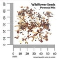 thumbnail image 3 of Ferry-Morse 2.8G Wildflower Perennial Mixture Perennial Flower Seeds, Full Sun, 3 of 11
