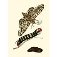 thumbnail image 2 of Unknown 11x14 White Modern Wood Framed Museum Art Print Titled - Butterfly Transformation III, 2 of 4