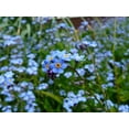 thumbnail image 3 of Forget-Me-Not Seeds/ Perennial/ Full Sun/400 Seeds 1/4 Gram/ Zellajake Farm and Garden - B254, 3 of 5