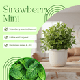 thumbnail image 2 of Live Strawberry Mint Plant, 5 - 7'' Tall, Well-Rooted Strawberry Mint in 4.5'' Pot, Edible Perennial Herb for Indoor Outdoor Garden, 2 of 6